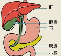 健康科普丨關(guān)于膽囊炎你了解多少？